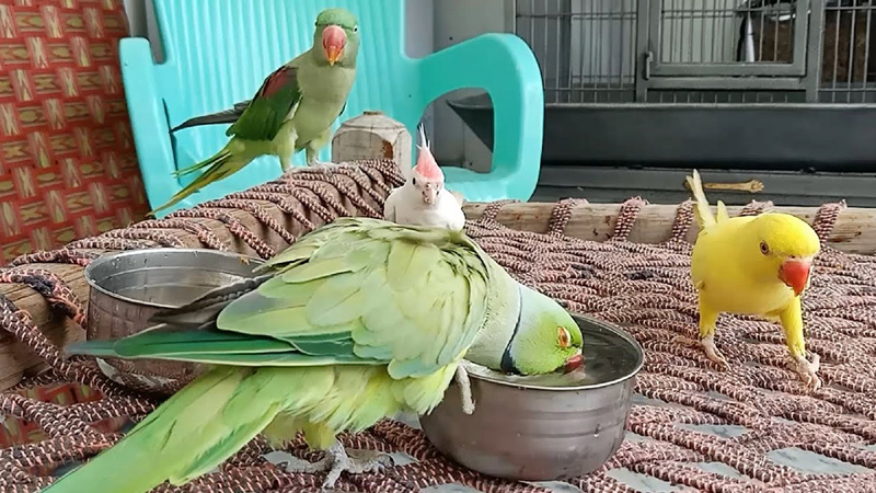 keszitsd-fel-a-papagajt